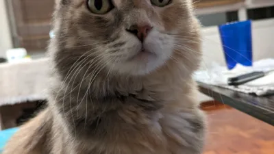 Retrato de una hembra de gato imponente.